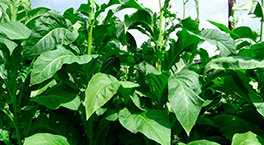 Сорта табака для дохи. Как правильно выбрать табак?