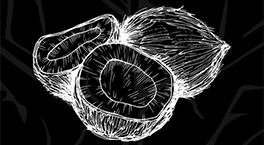 Новый вкус Bonche Coconut